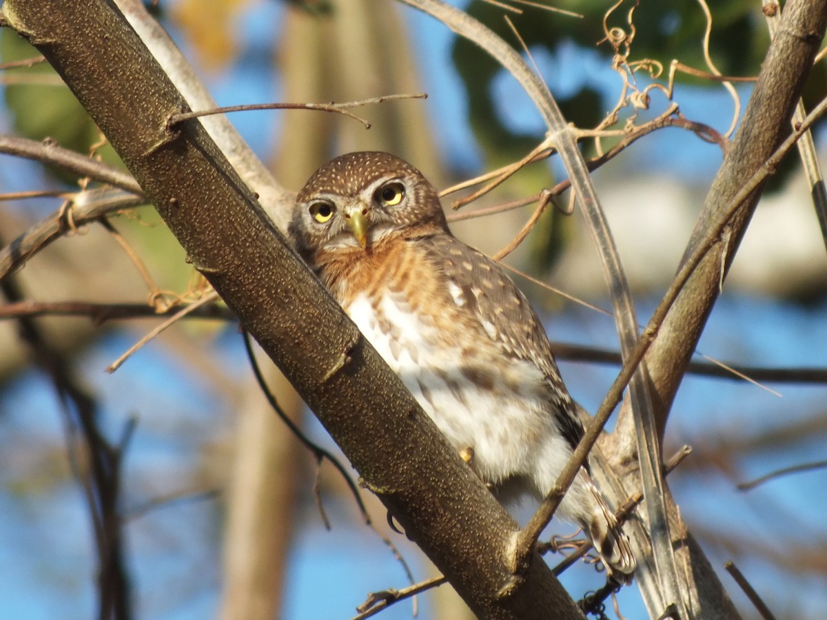 Cuban Pygmy-Owl - ML644312920