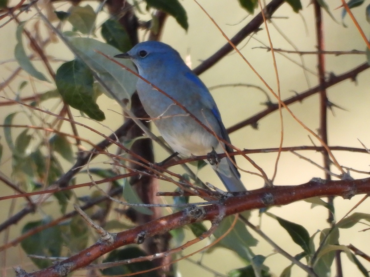 salašník horský - ML644312921