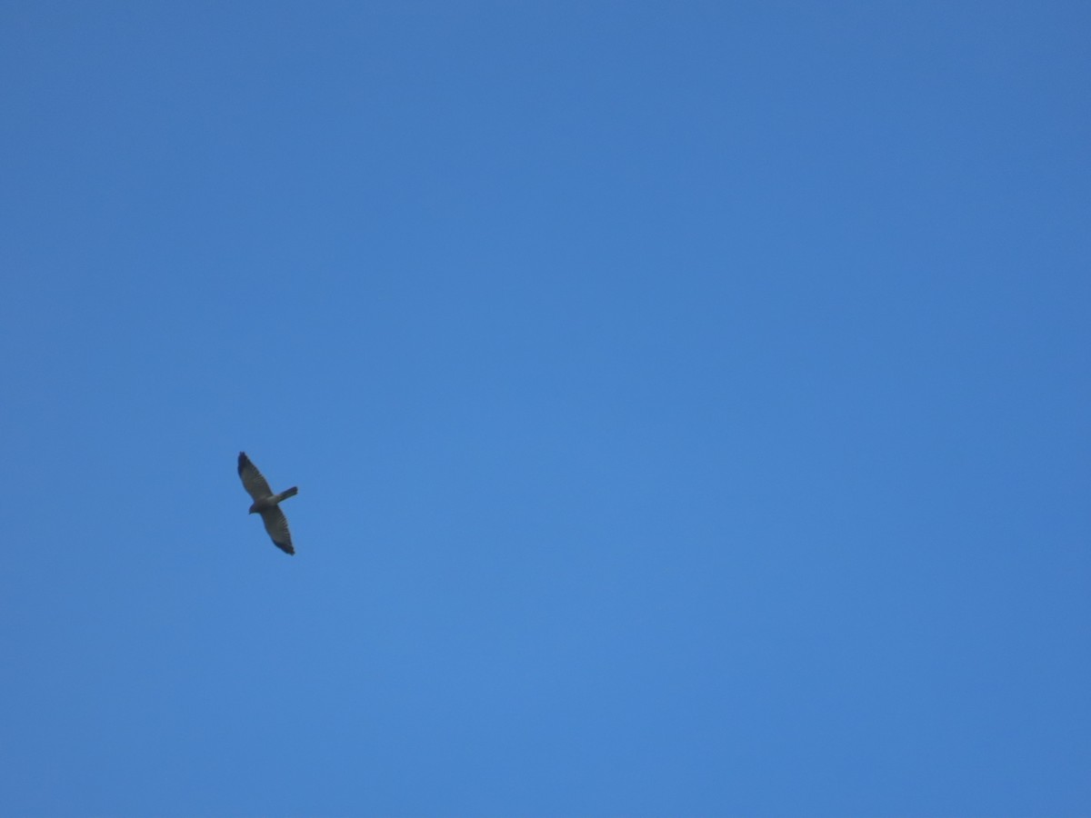 Chinese Sparrowhawk - ML644312942