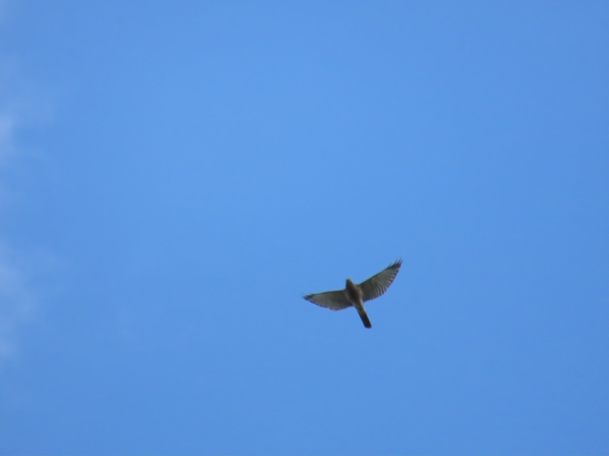 Chinese Sparrowhawk - ML644312943