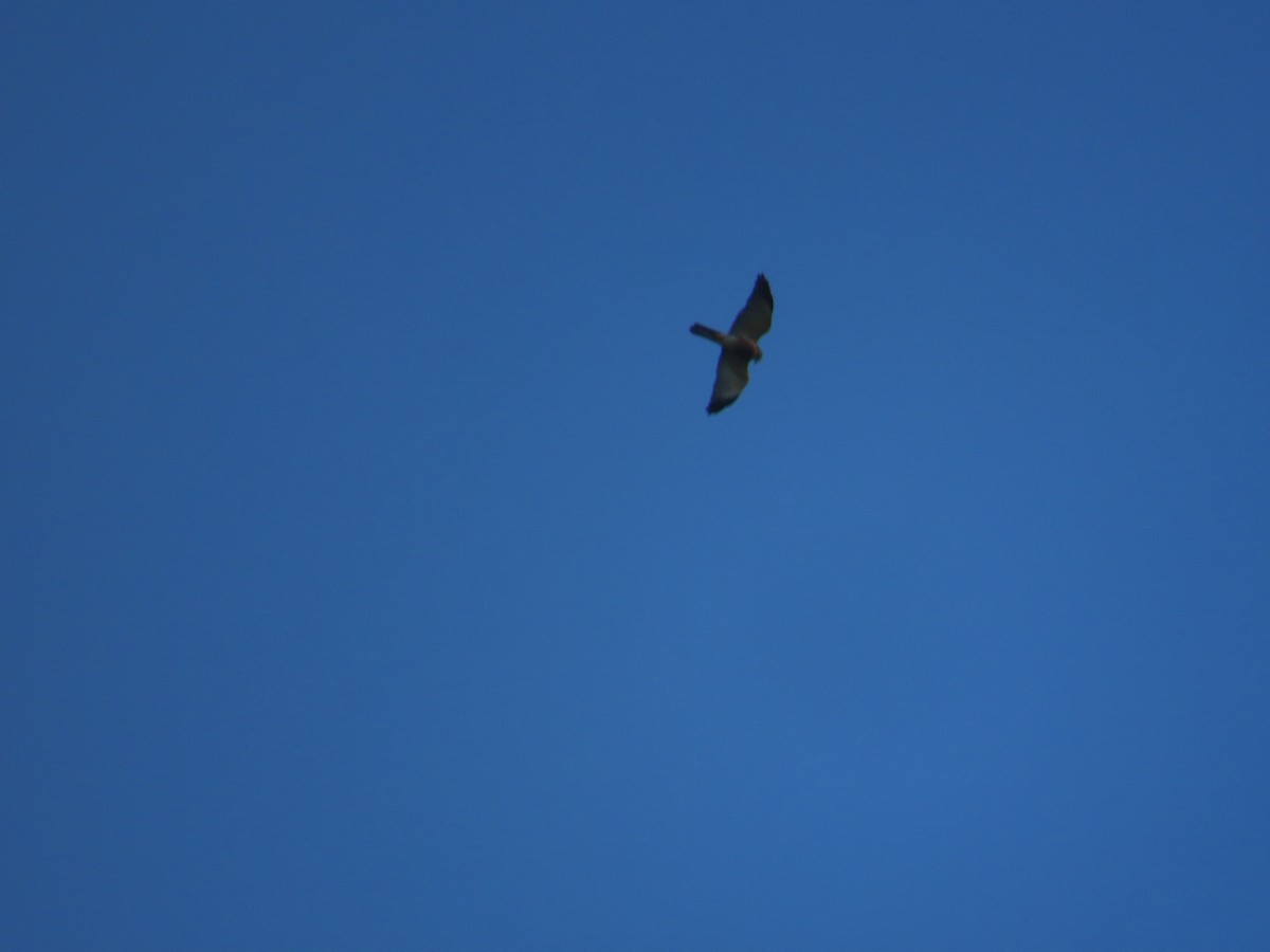 Chinese Sparrowhawk - ML644312944