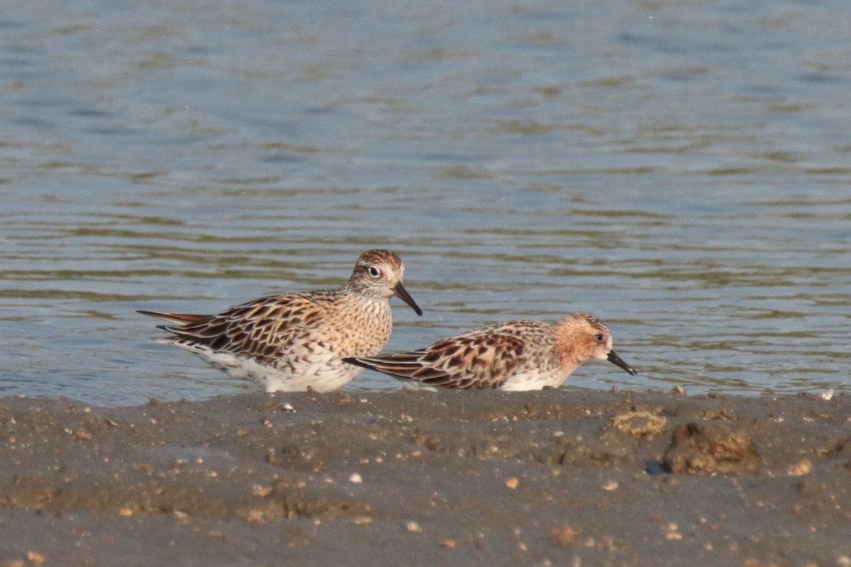 Bécasseau à queue pointue - ML644312945