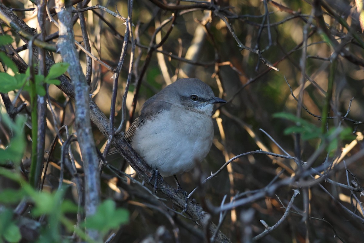 マネシツグミ - ML644312947