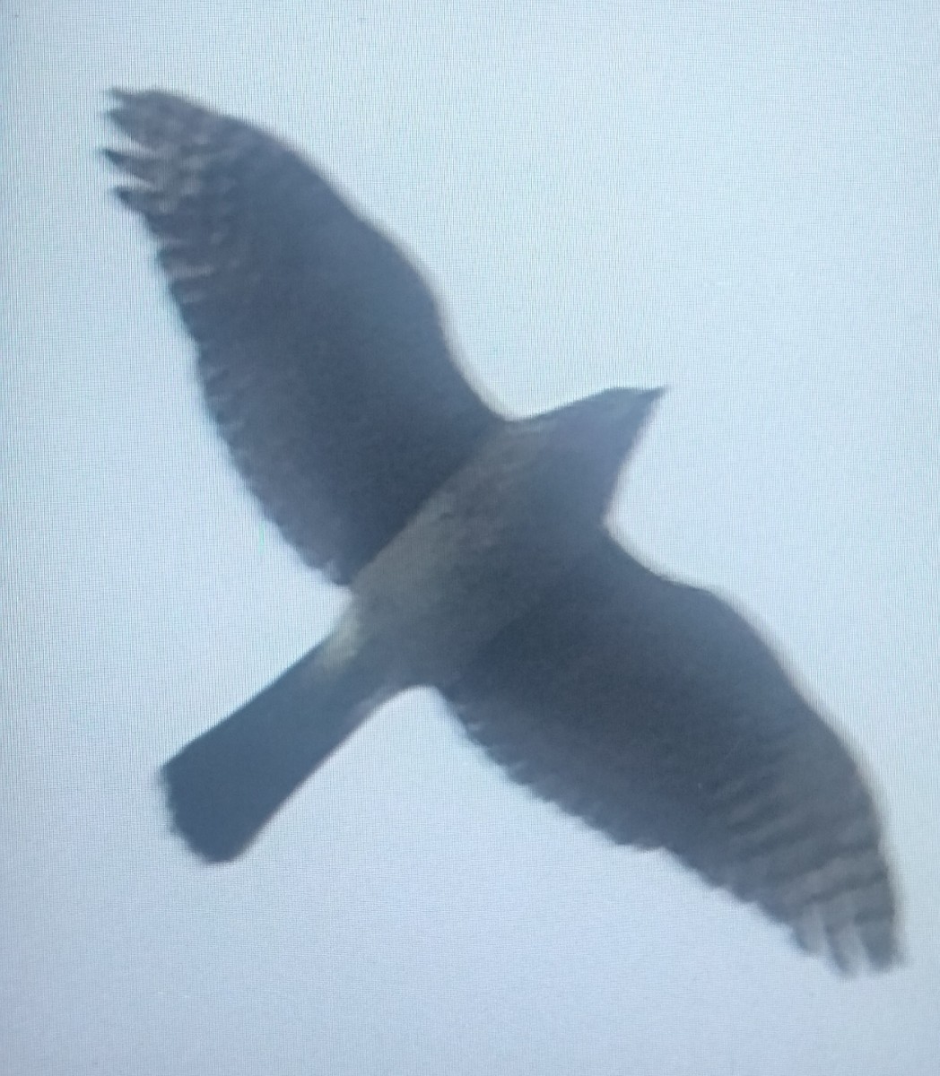 タカ科 - ML644312958