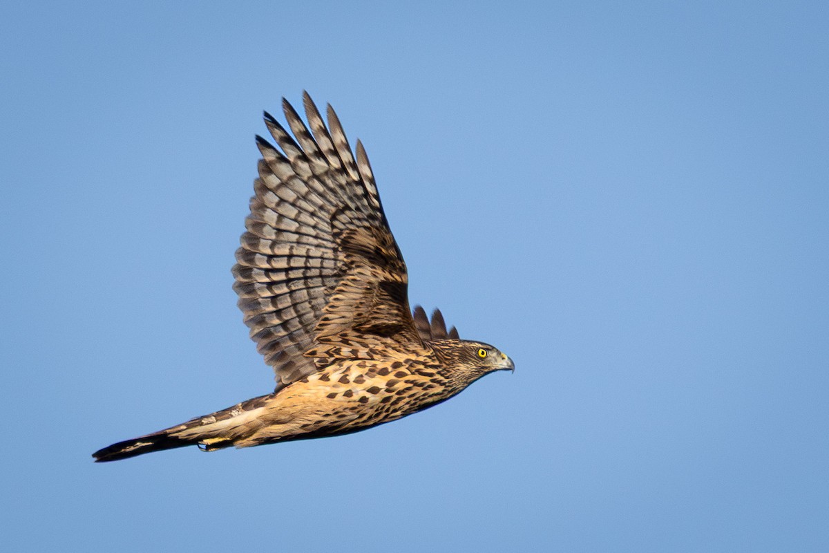 Үлэг харцага - ML644312959