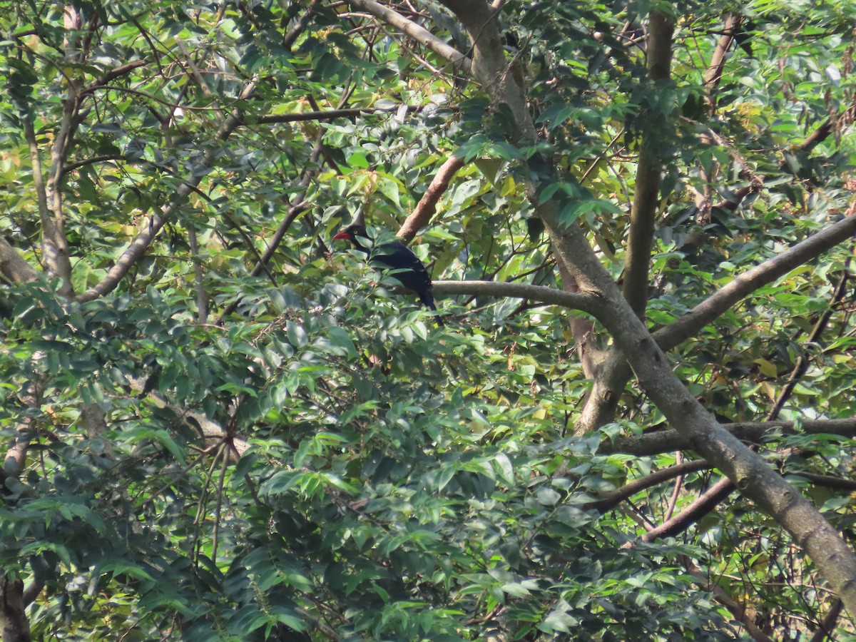 Taiwan Blue-Magpie - ML644312967