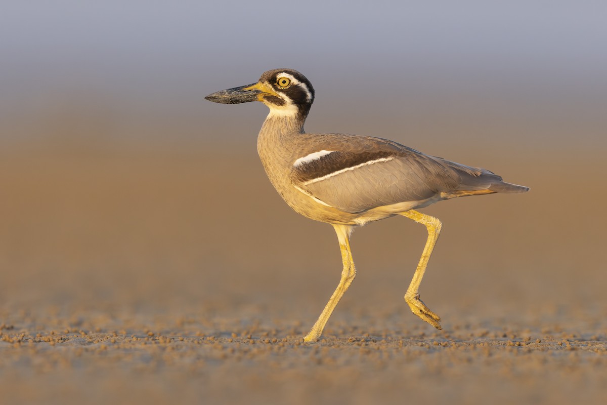 Beach Thick-knee - ML644312974