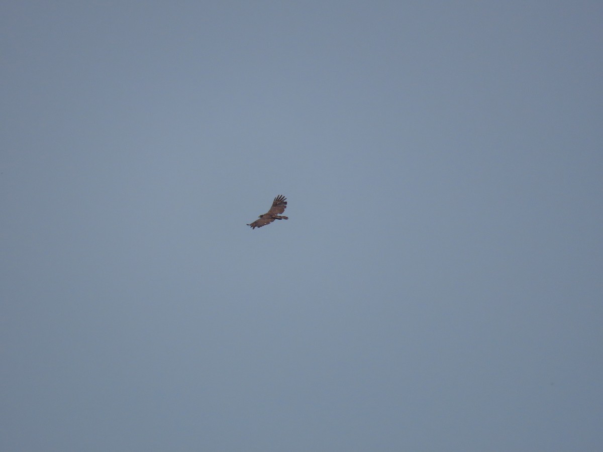 Crested Serpent-Eagle - ML644312975