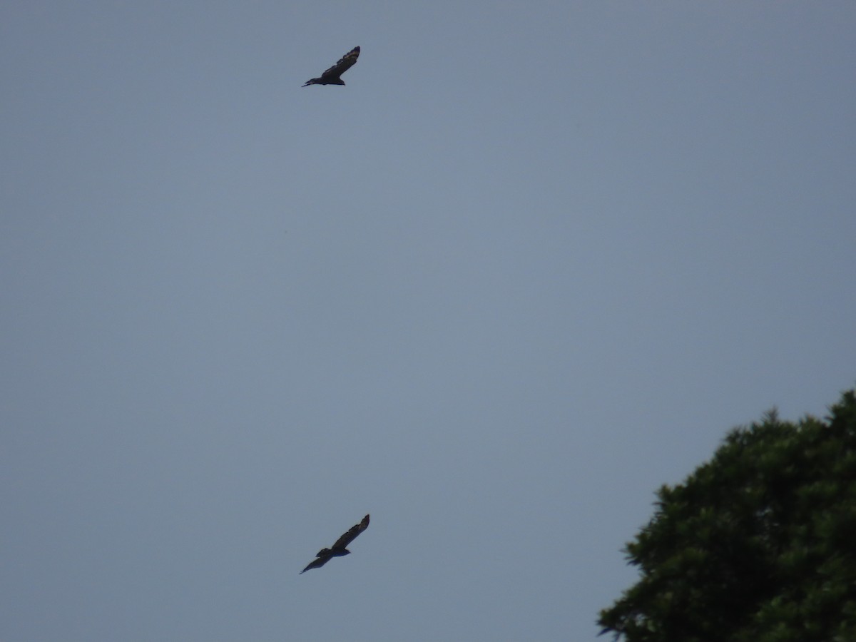 Crested Serpent-Eagle - ML644312976