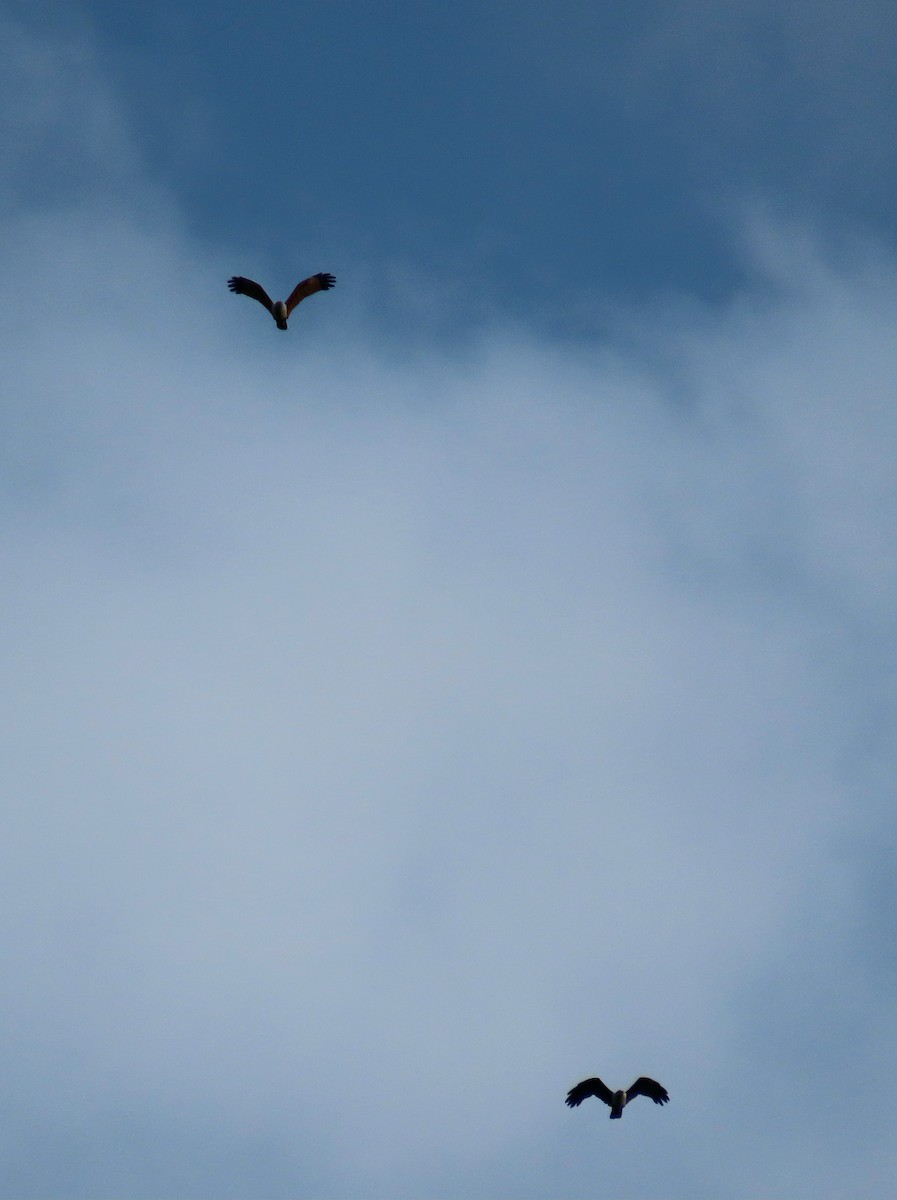 Brahminy Kite - ML644312978