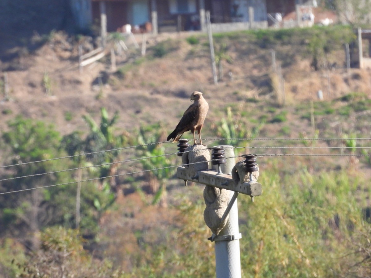 Savanna Hawk - ML644312979