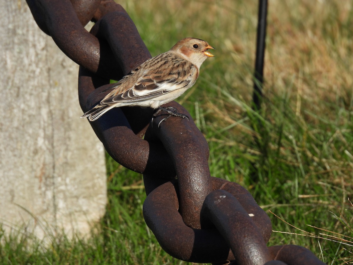 sněhule severní - ML644312982