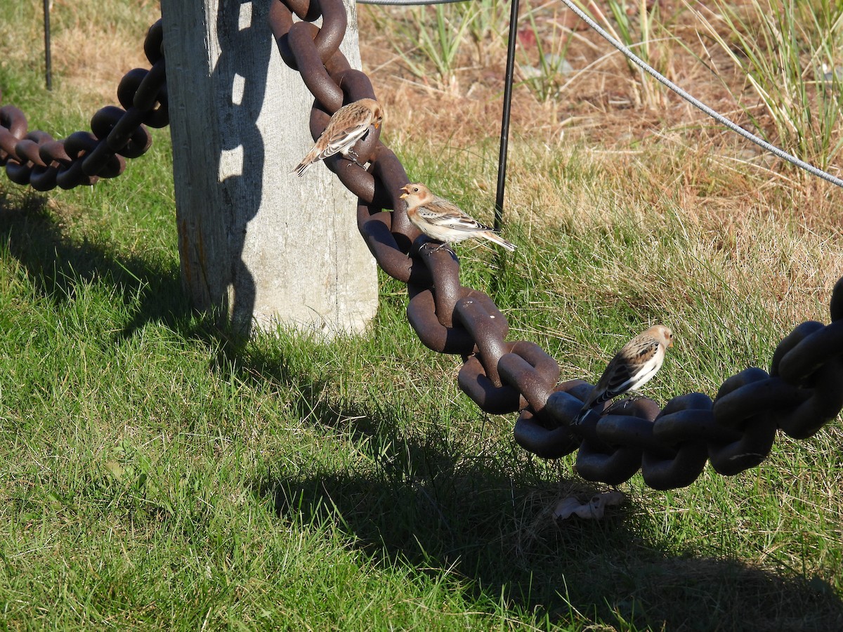 sněhule severní - ML644312983