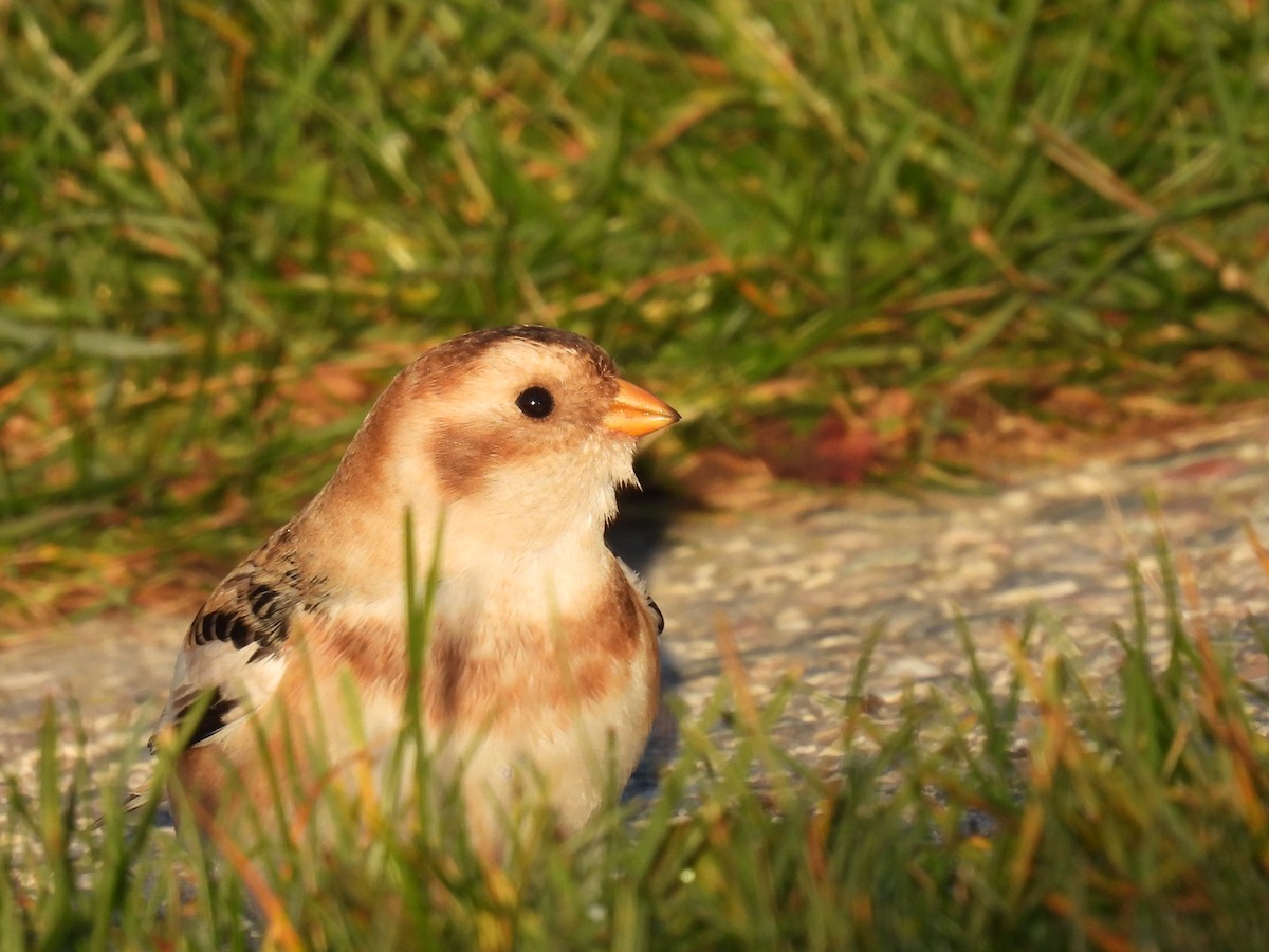 sněhule severní - ML644312985