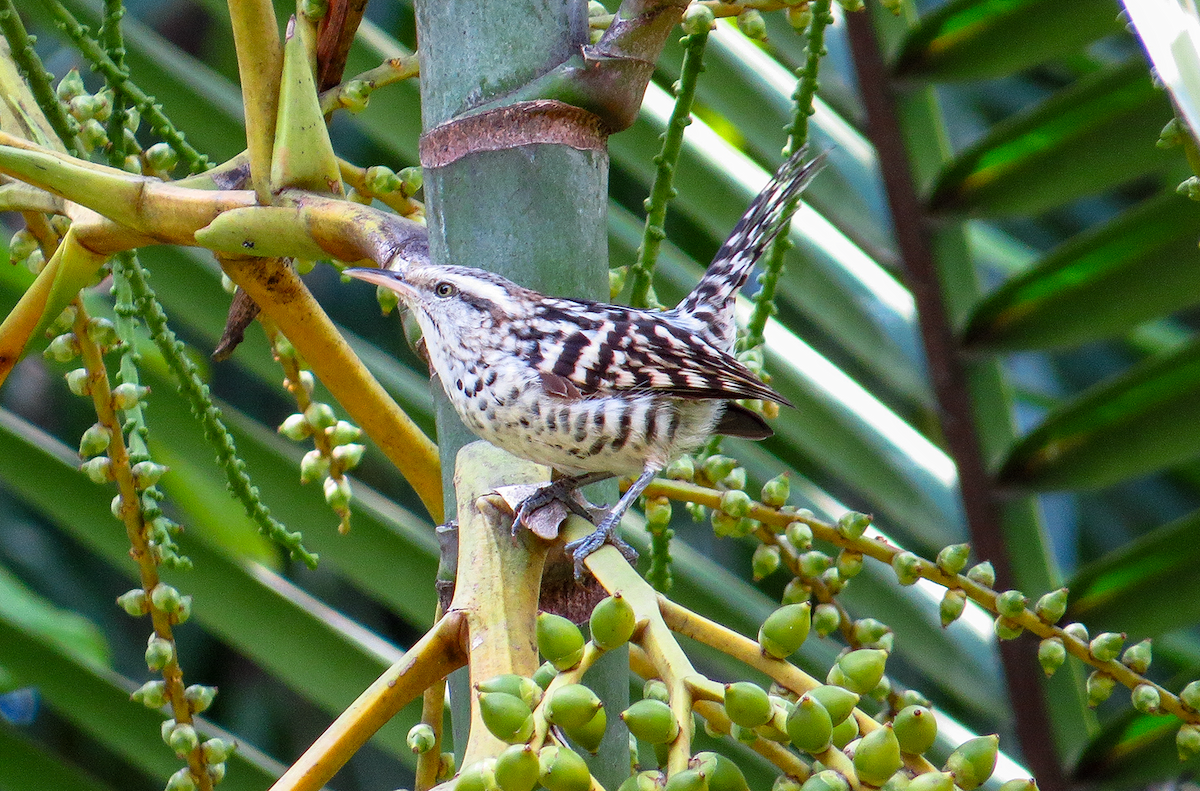 Stripe-backed Wren - ML644312996