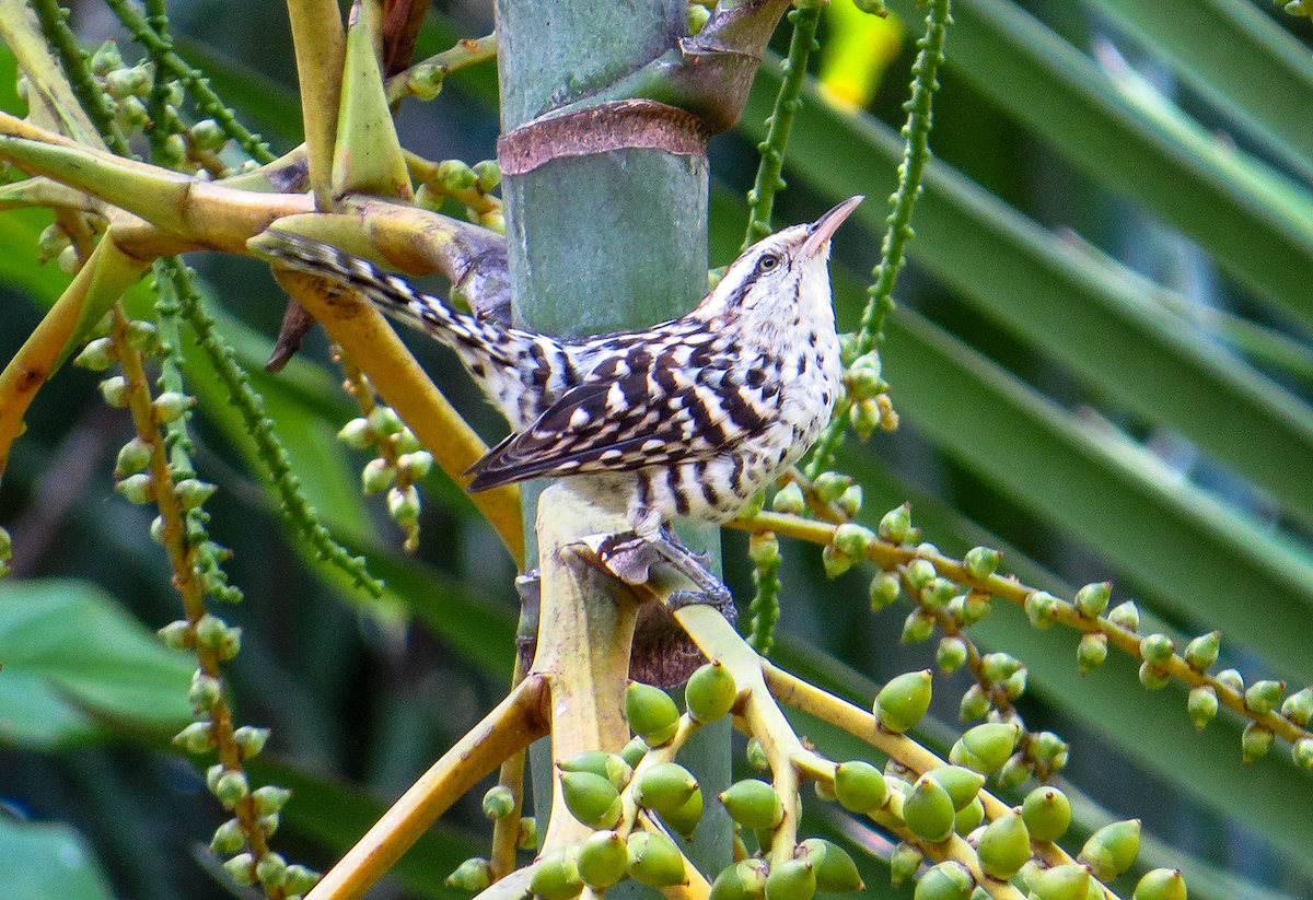 Stripe-backed Wren - ML644312997