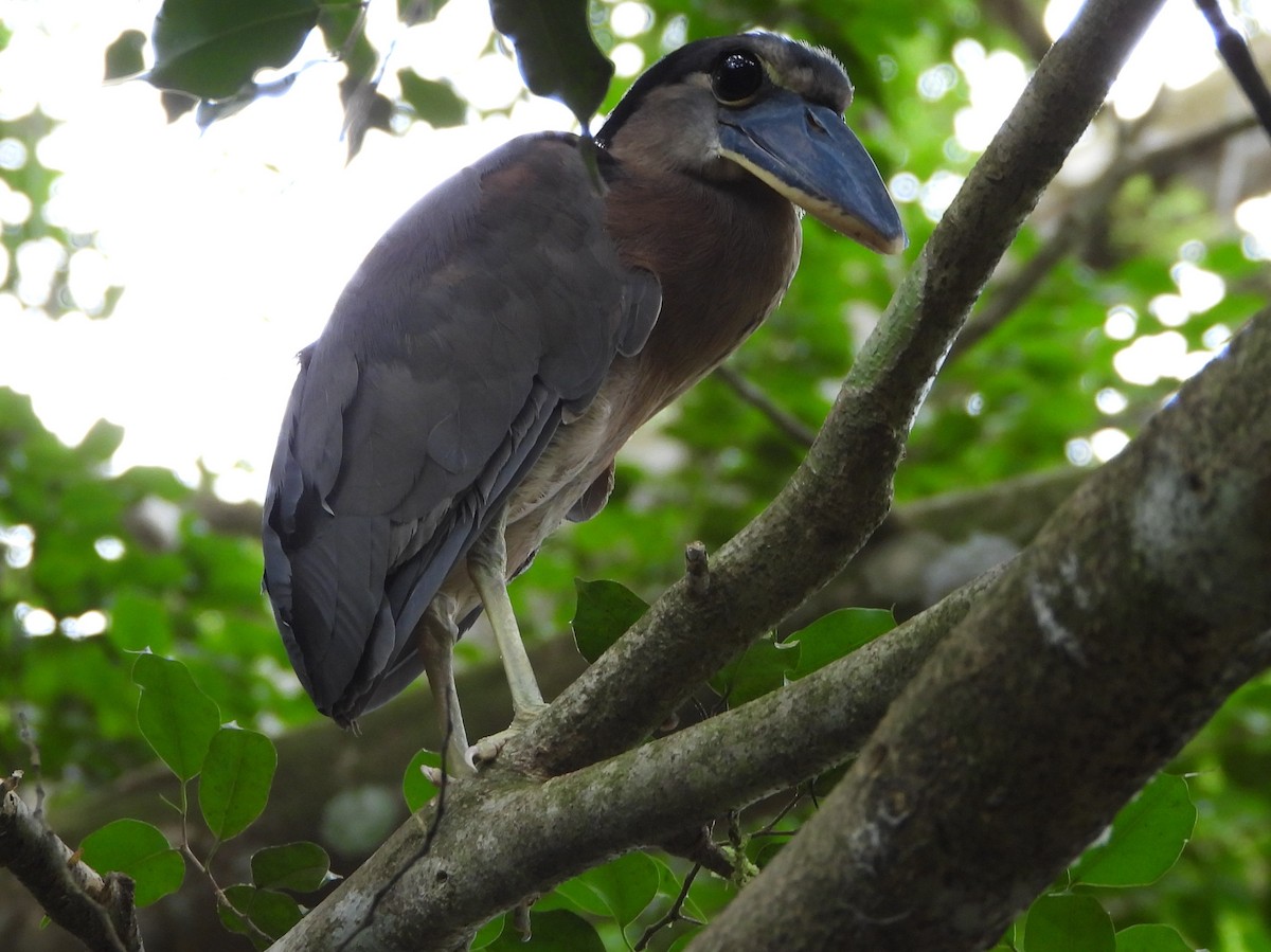 Boat-billed Heron - ML644312999