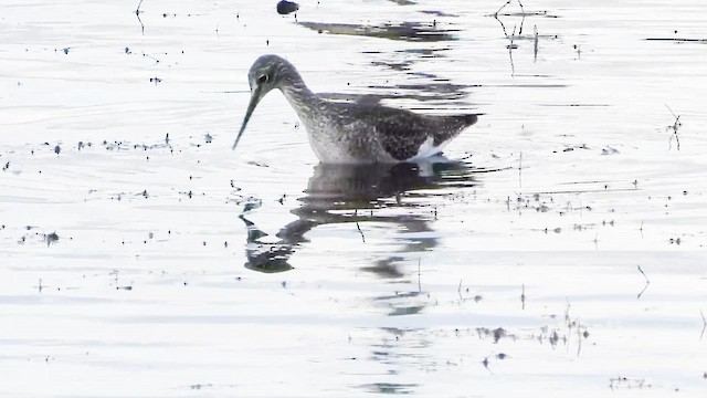 Grand Chevalier - ML644313020