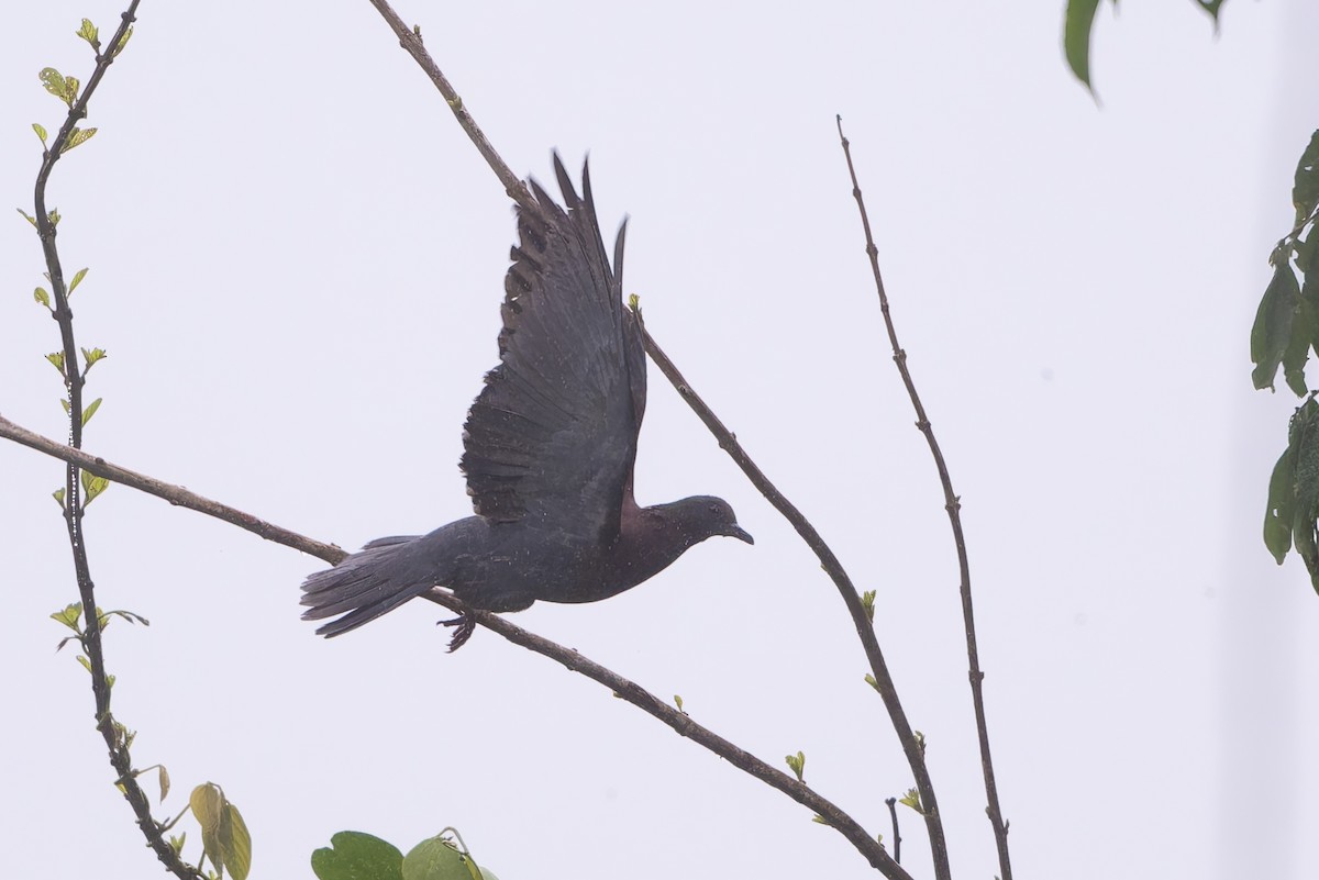 Pale-vented Pigeon - ML644313021