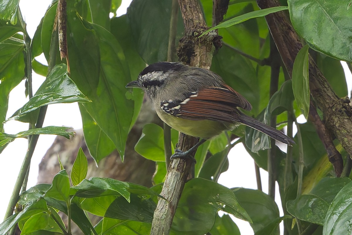 Rufous-margined Antwren - ML644313022