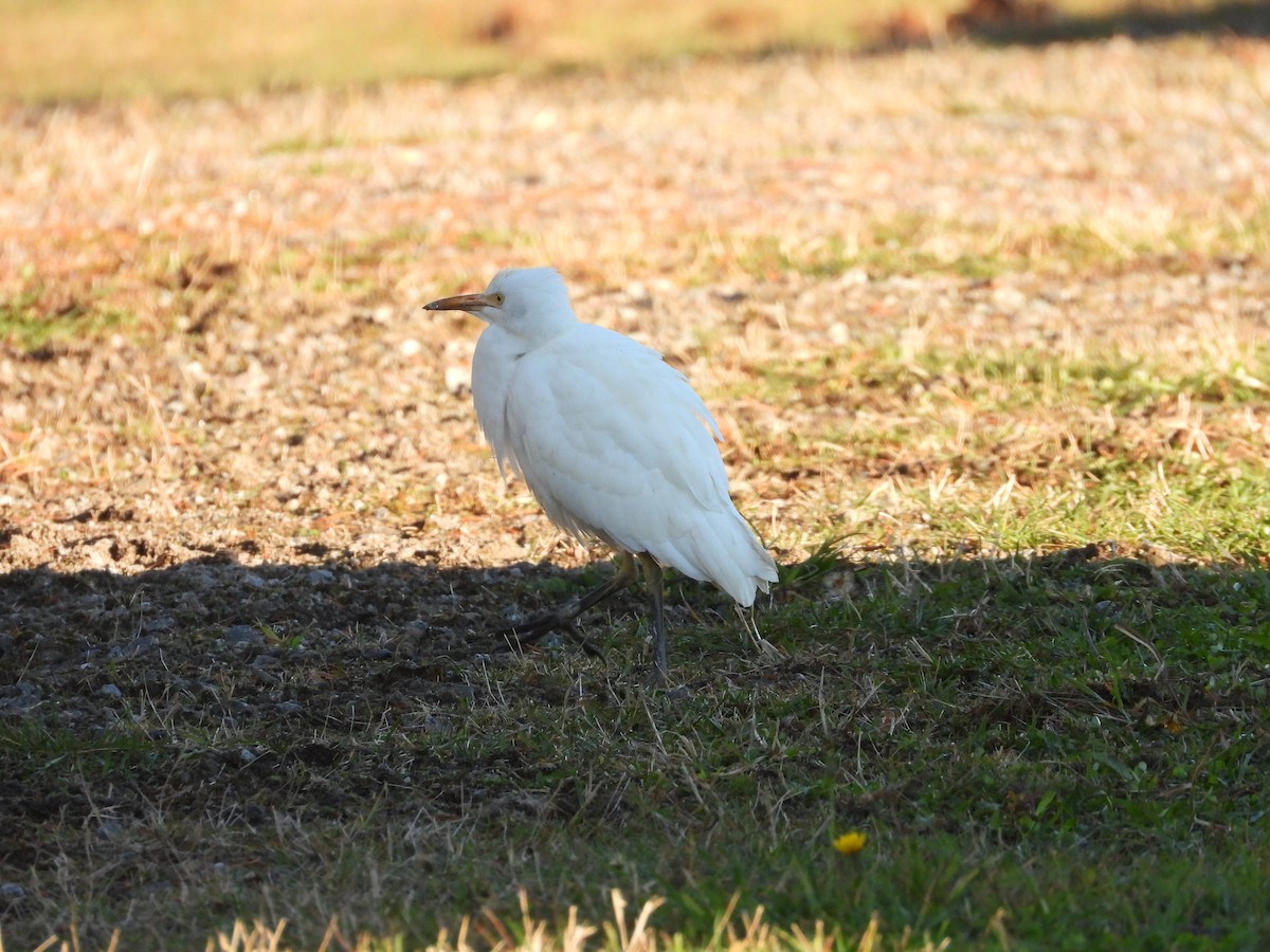 Western Cattle-Egret - ML644313024