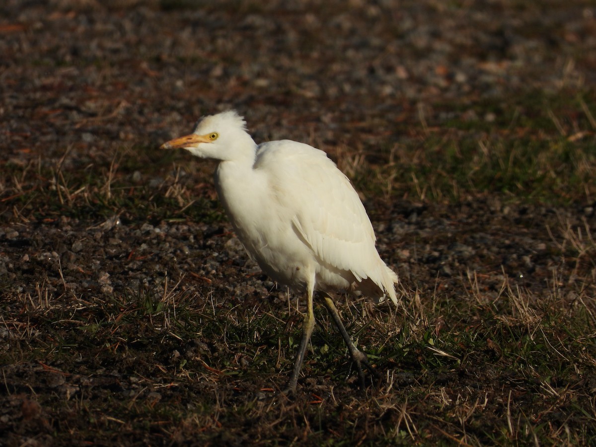 Western Cattle-Egret - ML644313028
