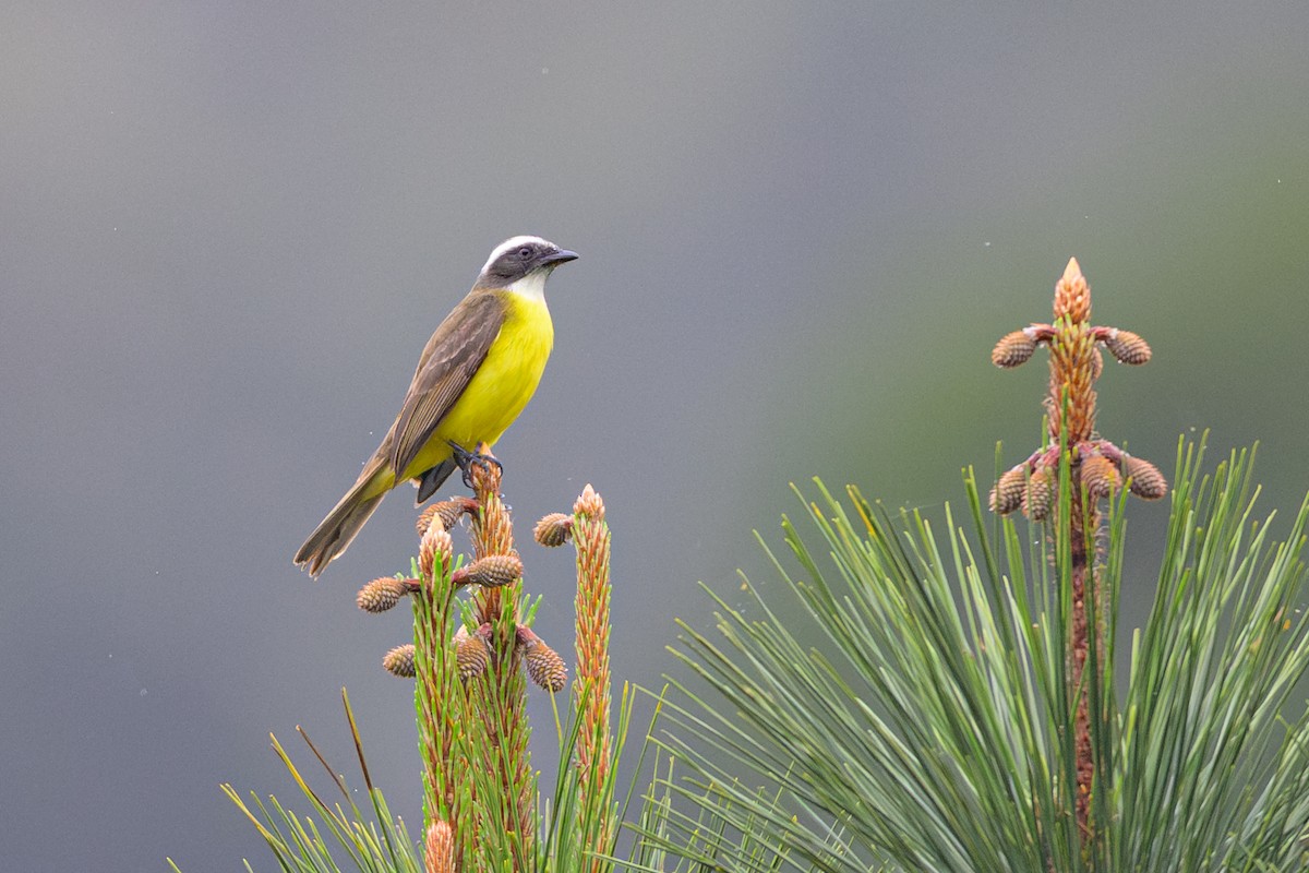 Bienteveo Sociable - ML644313029