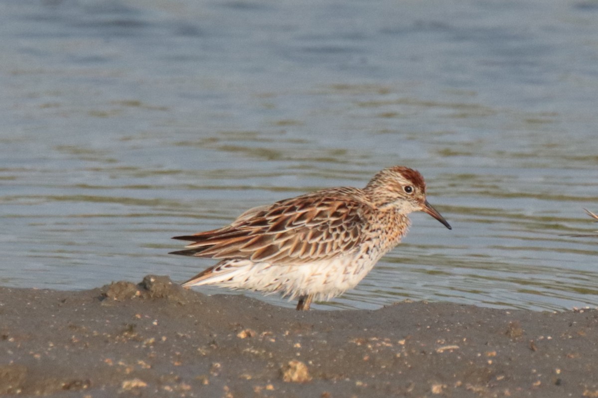 Bécasseau à queue pointue - ML644313031
