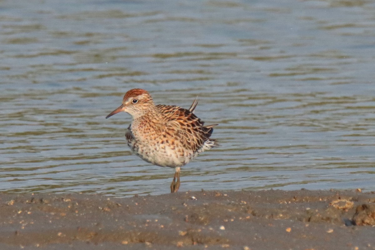 Bécasseau à queue pointue - ML644313032