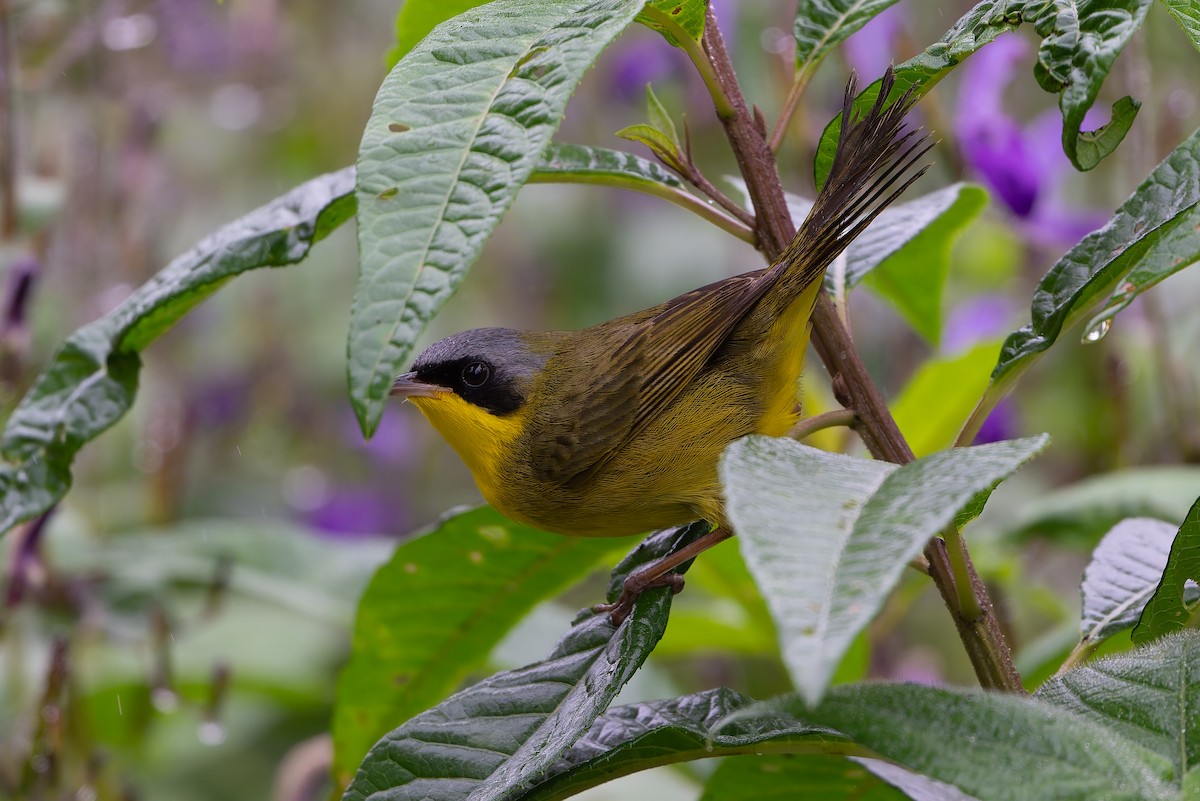Southern Yellowthroat - ML644313033