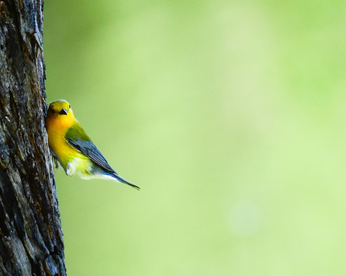 lesňáček zlatý - ML644313036