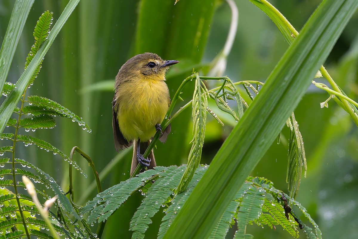 Yellow Tyrannulet - ML644313043