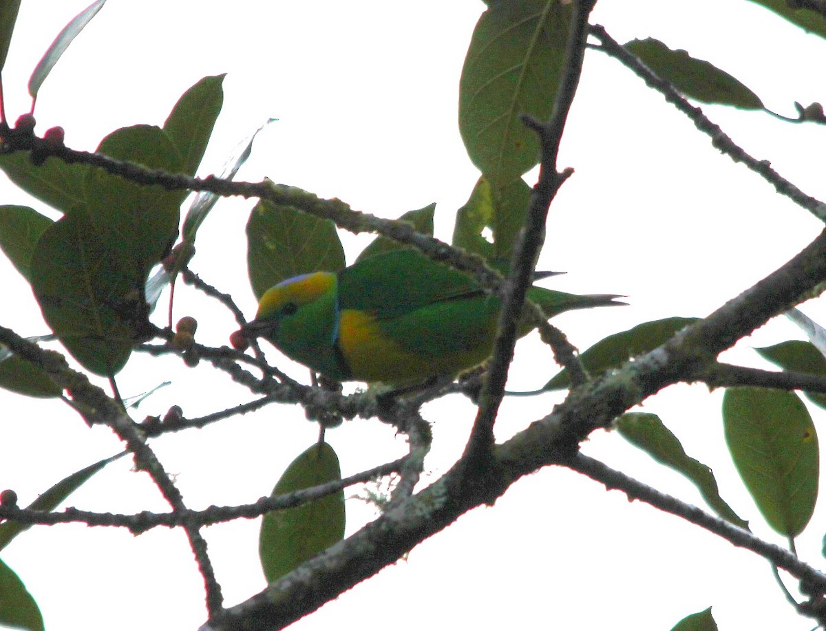 Golden-browed Chlorophonia - ML644313049