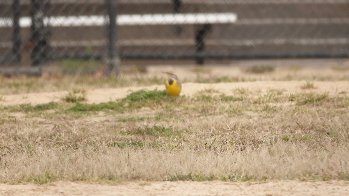 Eastern Meadowlark - ML644313050