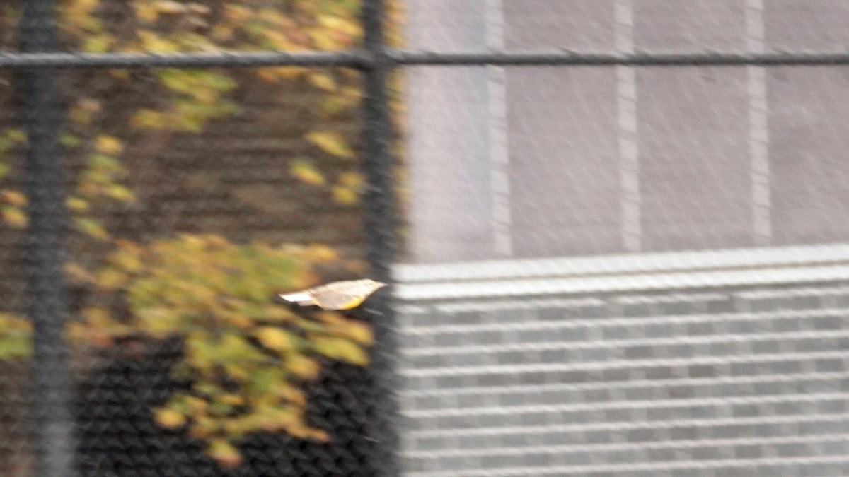 Eastern Meadowlark - ML644313051