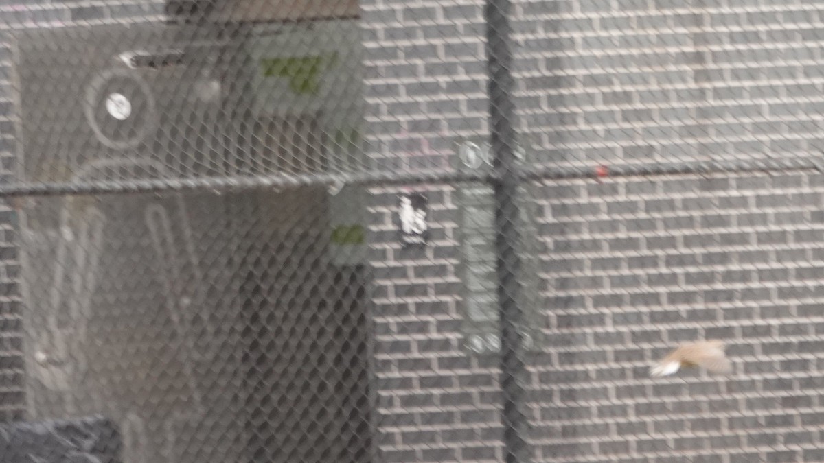 Eastern Meadowlark - ML644313052