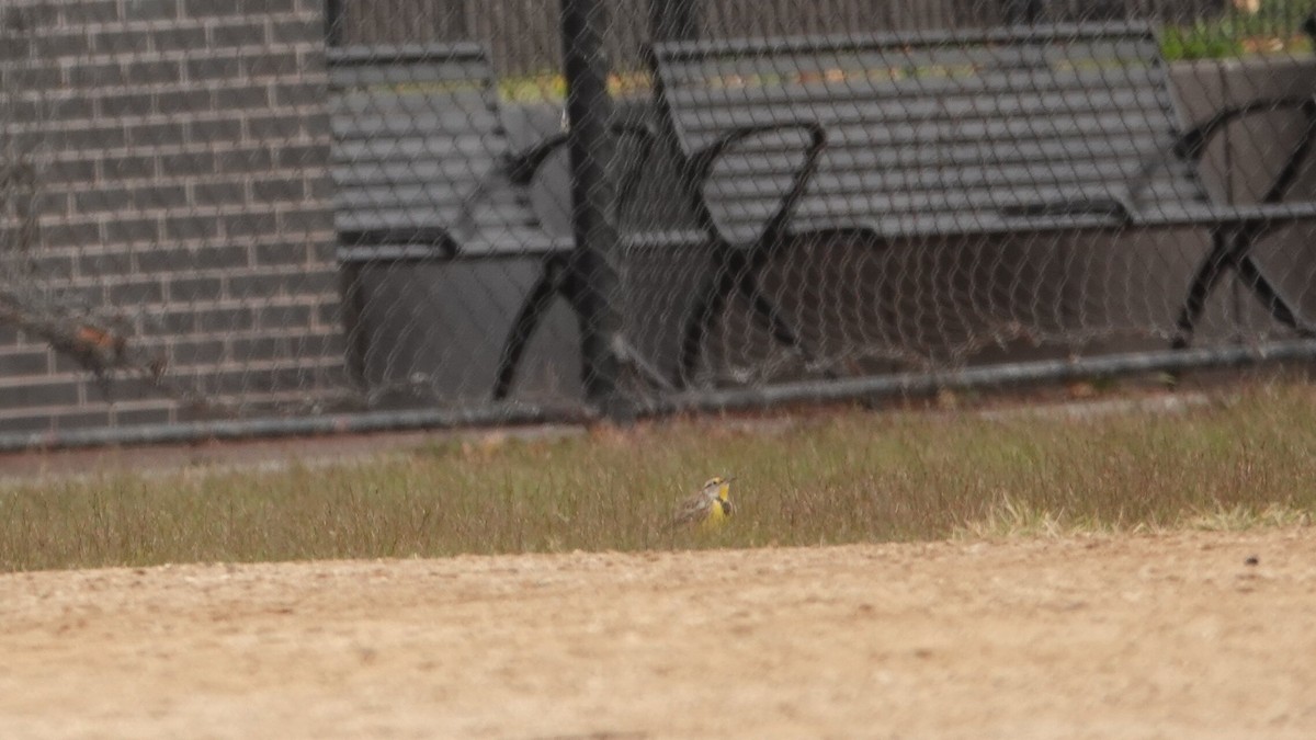 Eastern Meadowlark - ML644313053