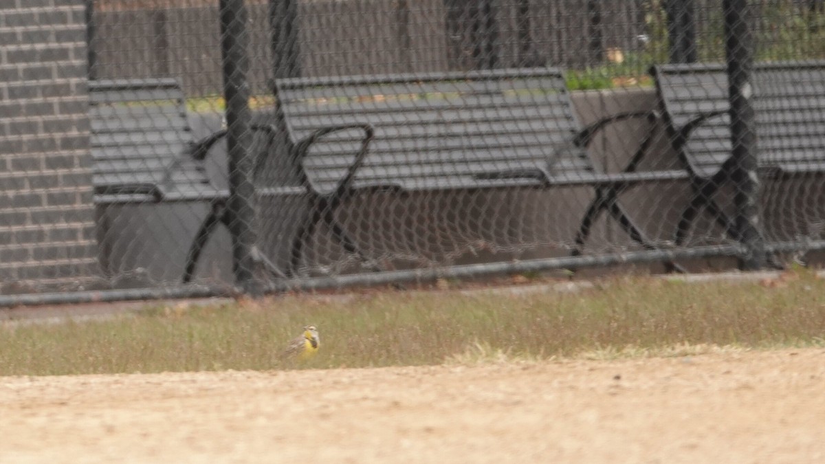 Eastern Meadowlark - ML644313054