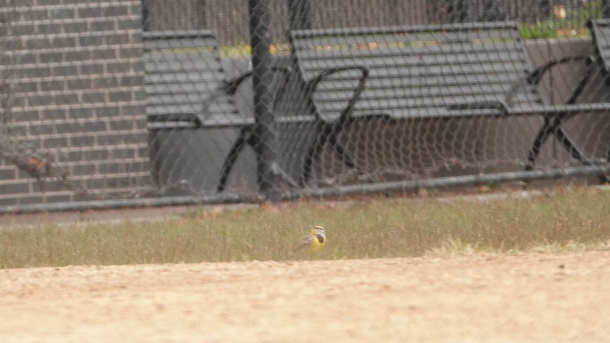 Eastern Meadowlark - ML644313055