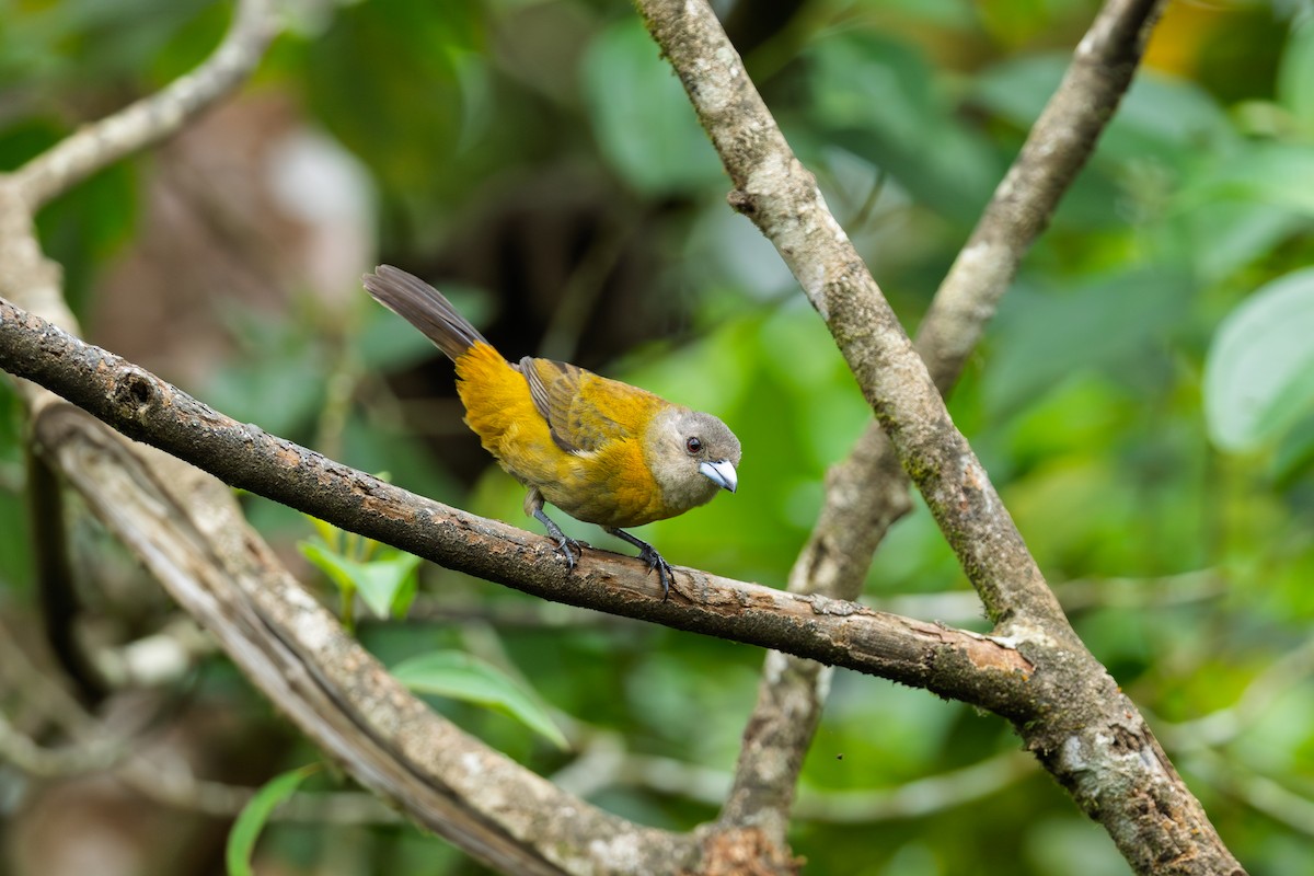 Scarlet-rumped Tanager - ML644313074