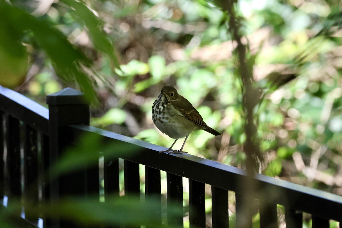 チャイロコツグミ - ML644313083