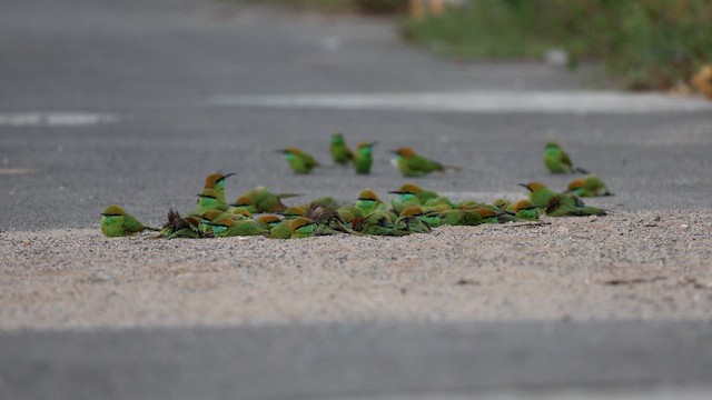 Asian Green Bee-eater - ML644313087