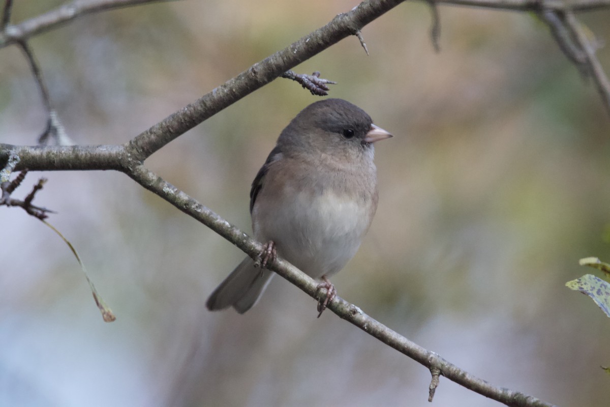 Junco ardoisé - ML644313108