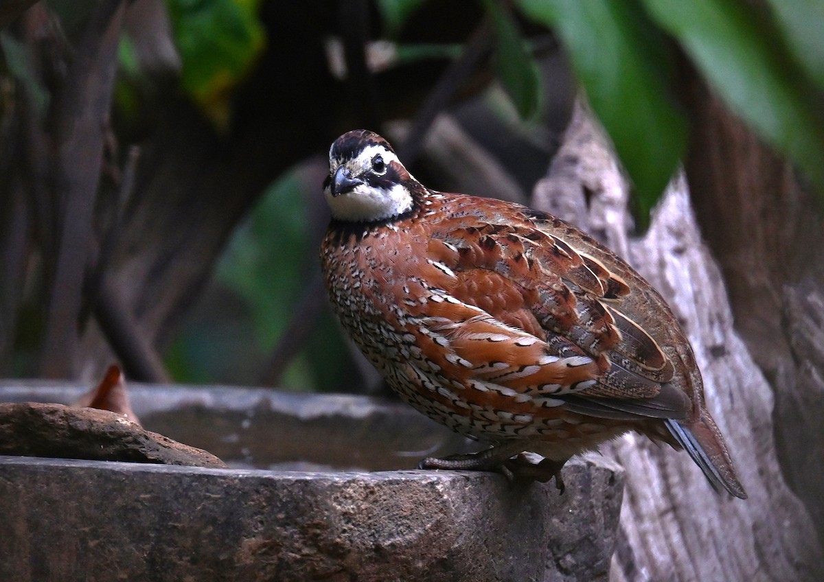 Animals - ML644313112