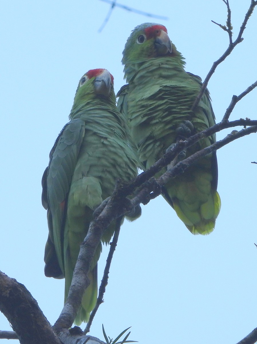 Amazone à lores rouges - ML644313113