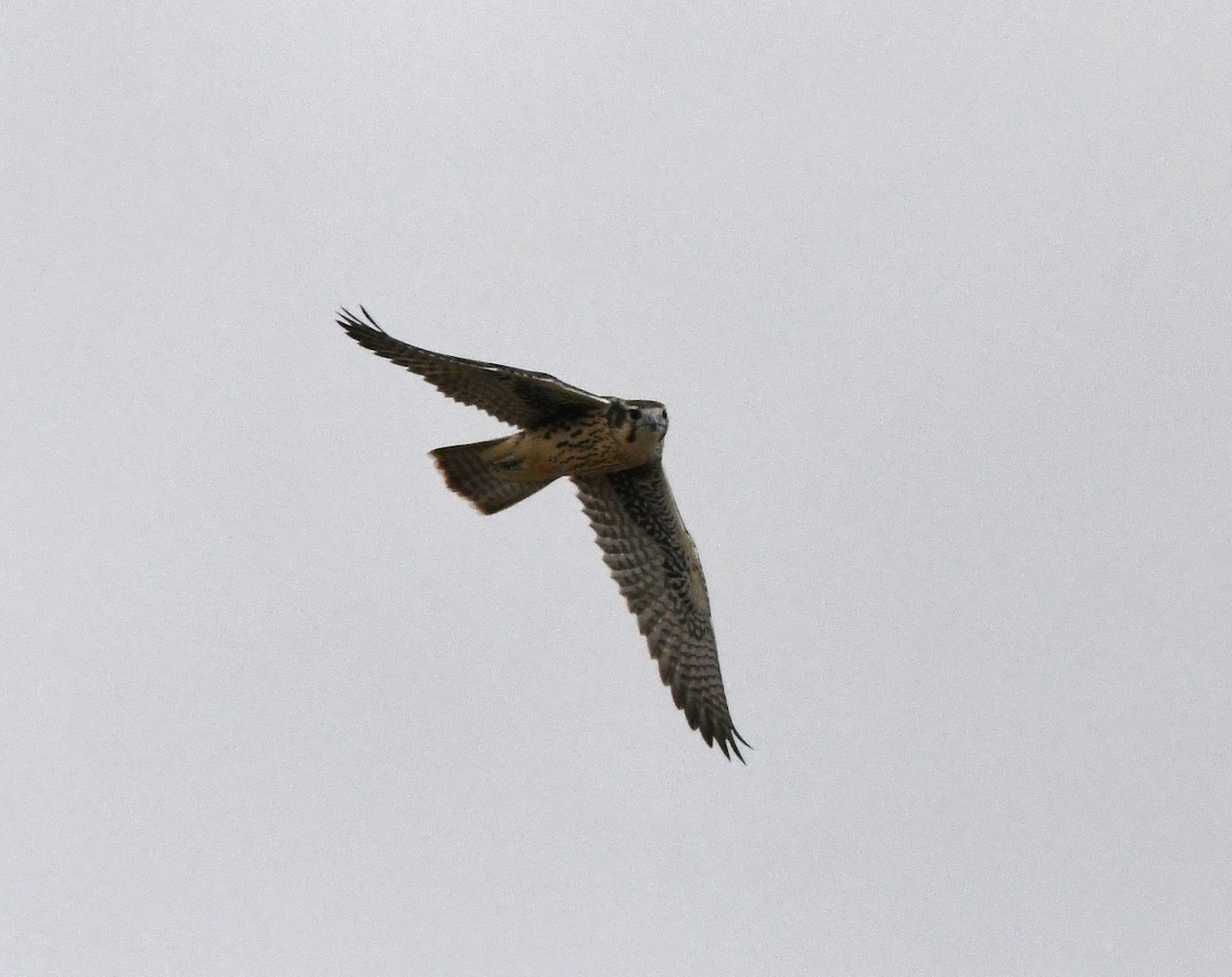 Faucon des prairies - ML644313116