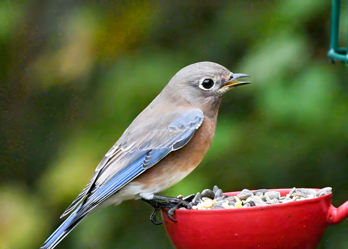 Merlebleu de l'Est - ML644313119