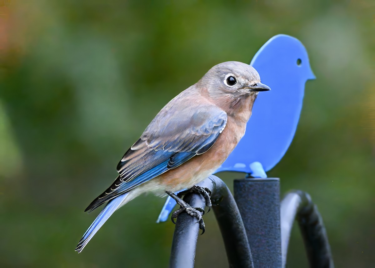 Merlebleu de l'Est - ML644313120