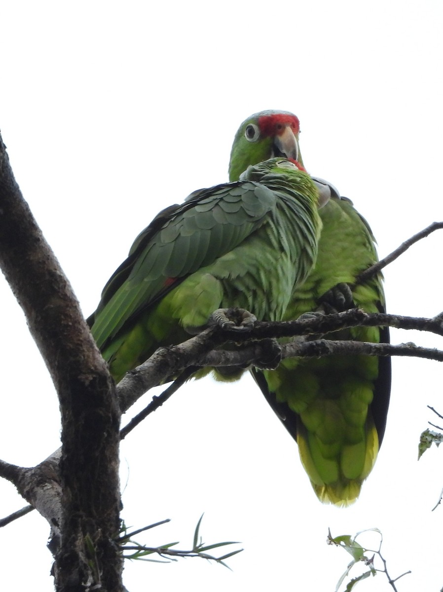 Amazone à lores rouges - ML644313121