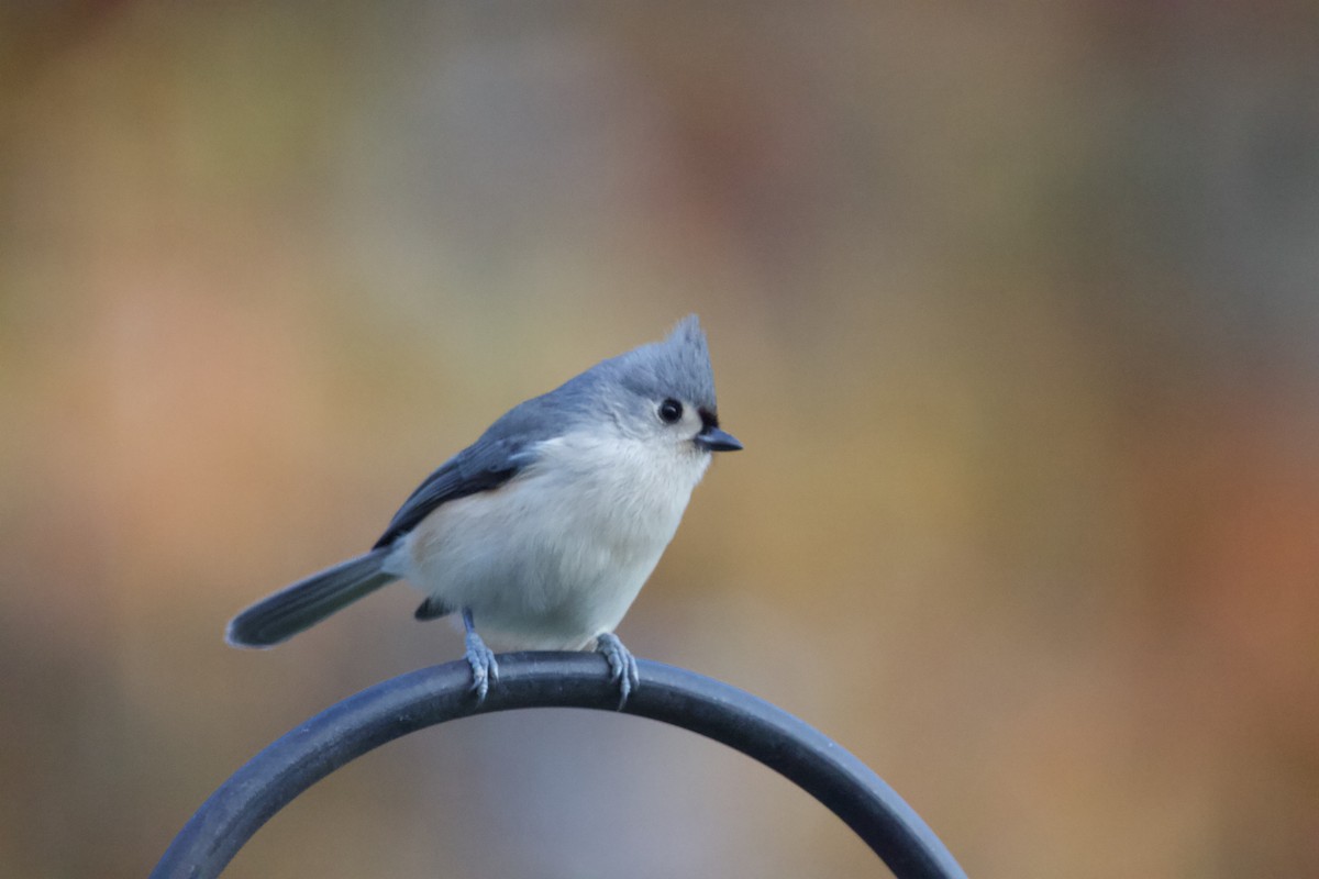 Mésange bicolore - ML644313122